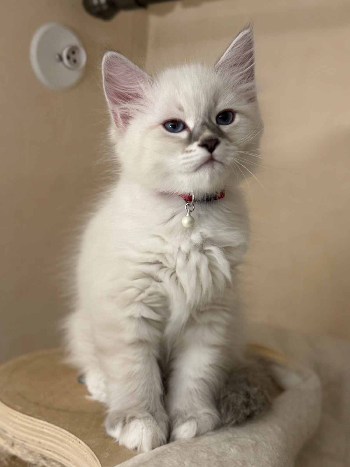 Neva Masquerade katthane