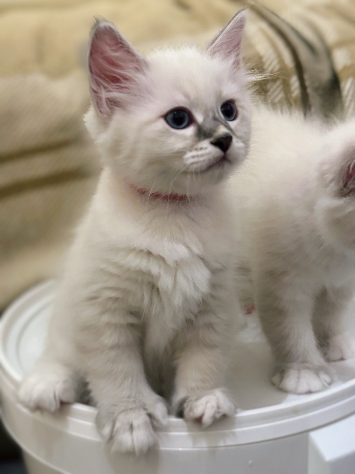 Neva Masquerade katthane Enzo