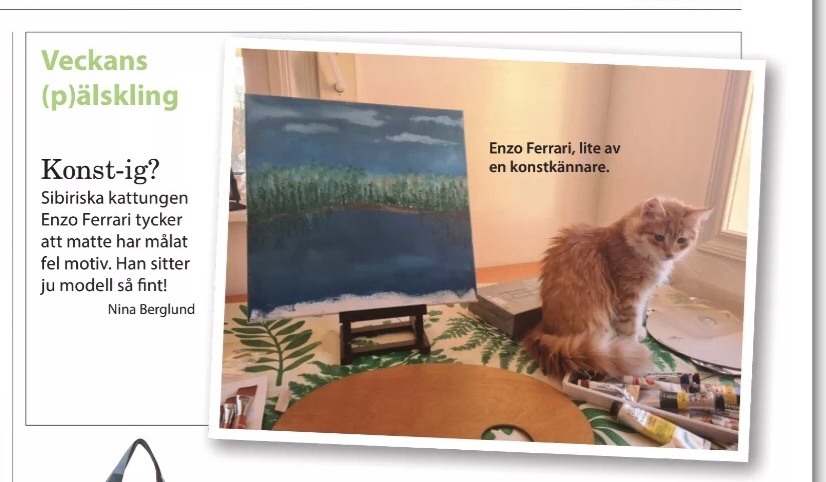 Sibirisk katt Ferrari