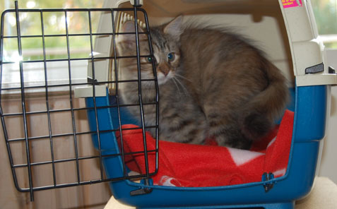 sibirisk katt